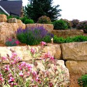 Planting for Pollinators: Butterflies and Bees Abound